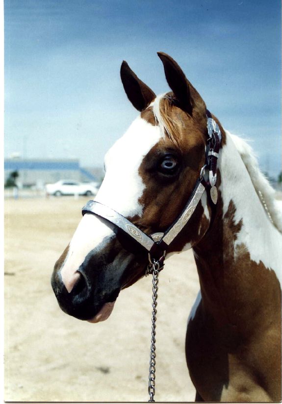 Shiloh