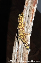 Oedura marmorata