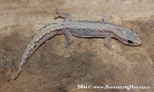 Oedura reticulata
