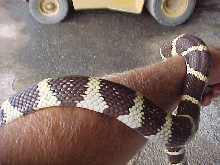 Female Mendota1