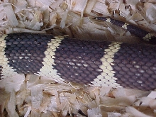 Female Mendota