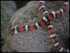 L. z multicinta1