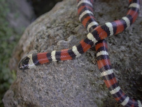 L. z multicinta1