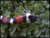 L. z multicinta2