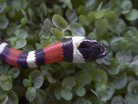 L. z multicinta2