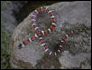 L. z multicinta3