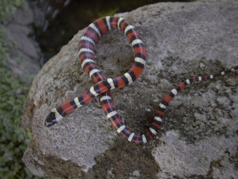 L. z multicinta3