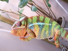 Tessai at rest