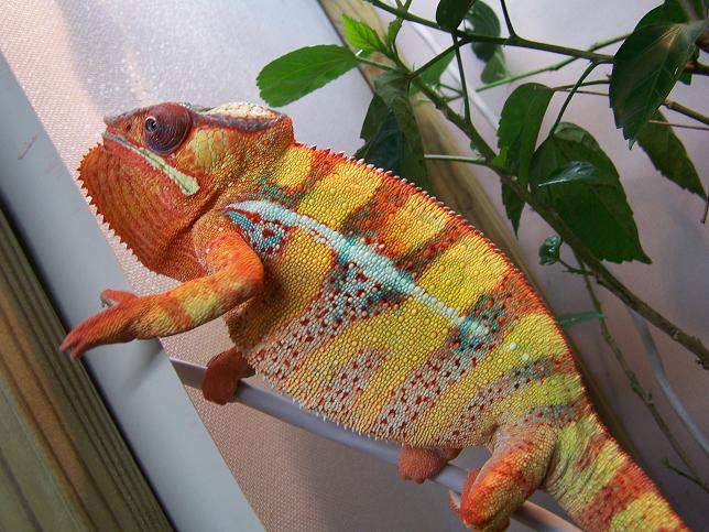 "Tessai" Part of Ank-Inc's breeding colony.