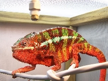 "Blaze" Part of Ank-Inc's breeding colony
