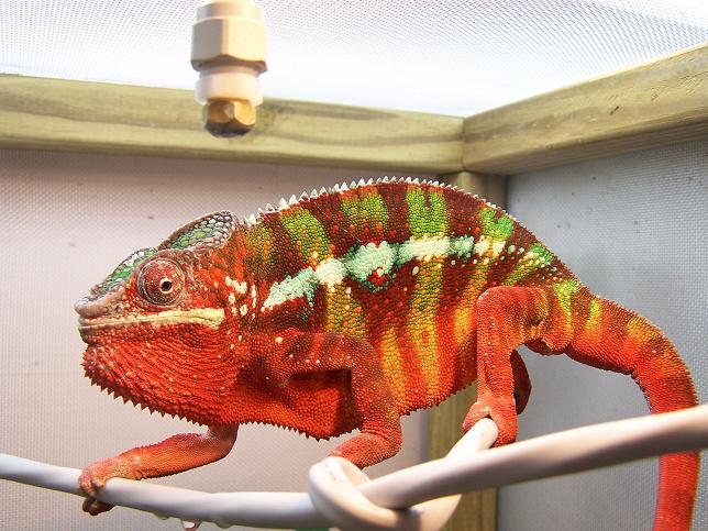 "Blaze" Part of Ank-Inc's breeding colony