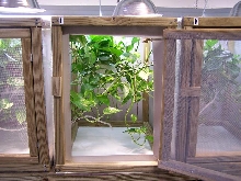 cages6