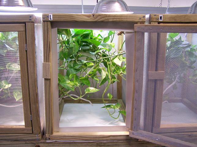 cages6