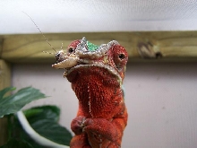 Bluto eating