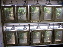 Bunch of Ank-Inc's cages