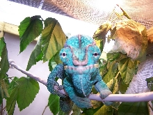 Head Shot of Goliath