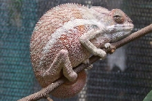 6 month old Ankaramy Panther Chameleon