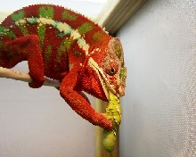 Blaze eating with his hands!!!