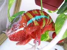 Blaze. Part if Ank-Inc's Breeding colony