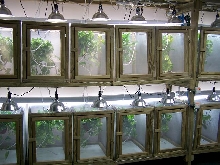 cages 2