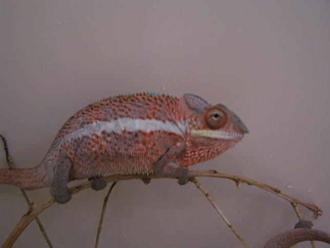 ankaramy baby 5