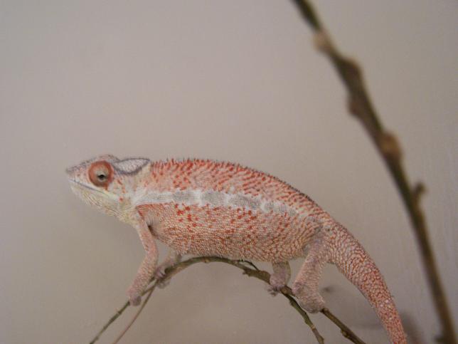 ankaramy baby 6