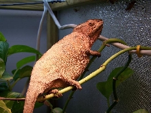 female panther after laying eggs