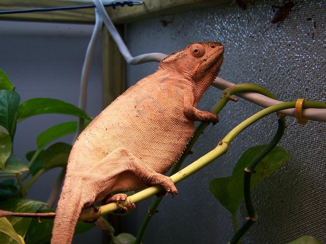 female panther after laying eggs