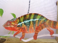 "Bluto" (Anubis's son). Part of Our Breeding Colony.