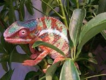 Ambilobe Panther.  Part of Ank Inc.'s collection