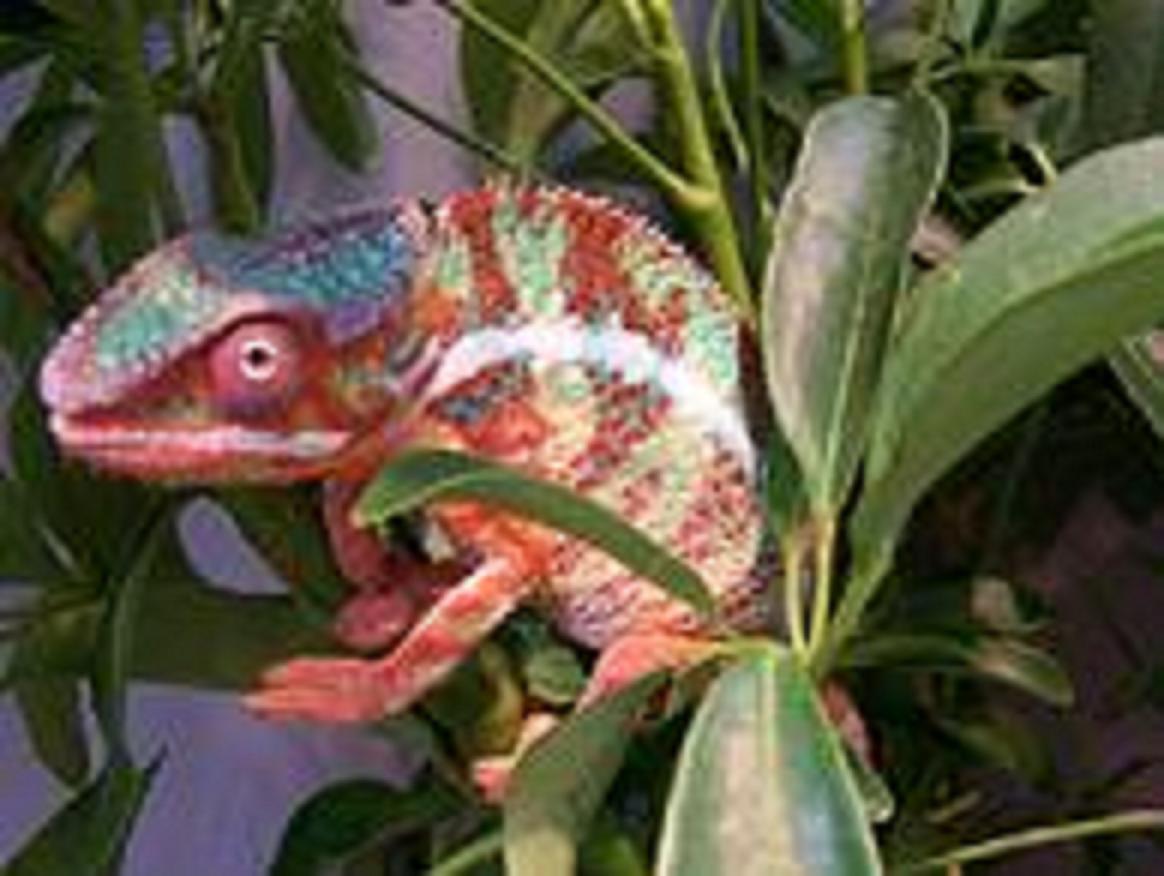 Ambilobe Panther.  Part of Ank Inc.'s collection