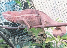 Ankaramy Panther