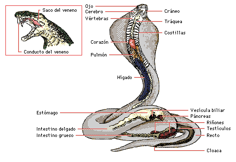 Anathomy Snake