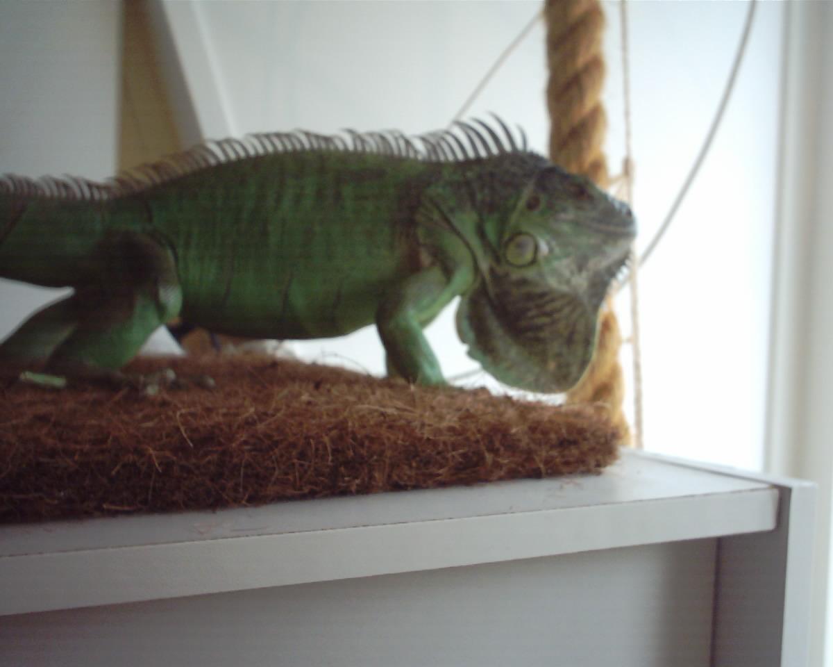 Dino