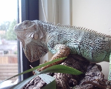 Lizzy