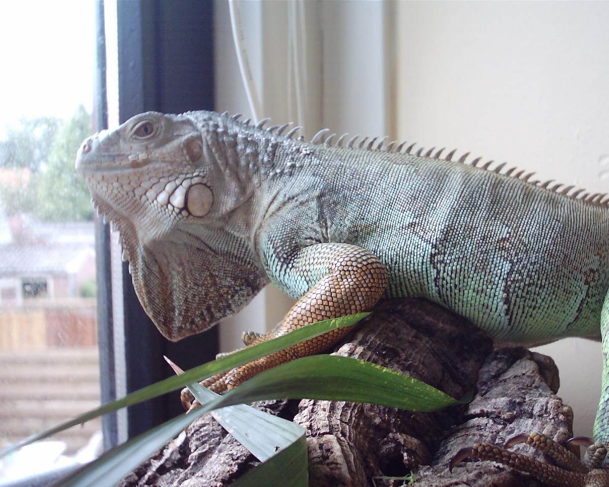 Lizzy