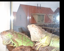 Lizzy   Dino