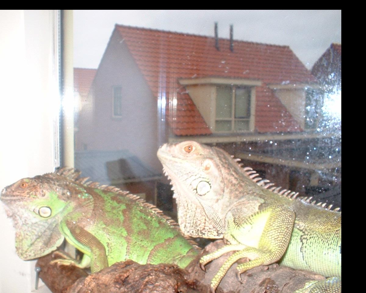 Lizzy   Dino