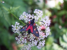 Cigena - Zygaena filipendula