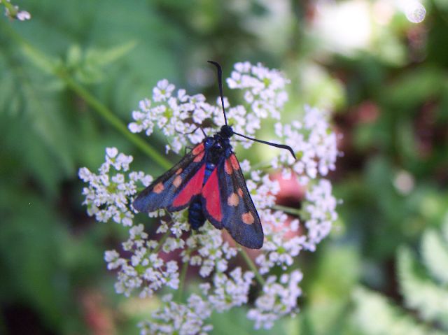 Cigena - Zygaena filipendula