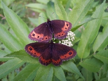 Erebia aethiops