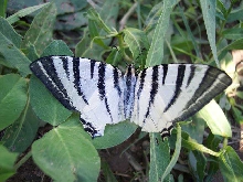 Iphiclides podarilius