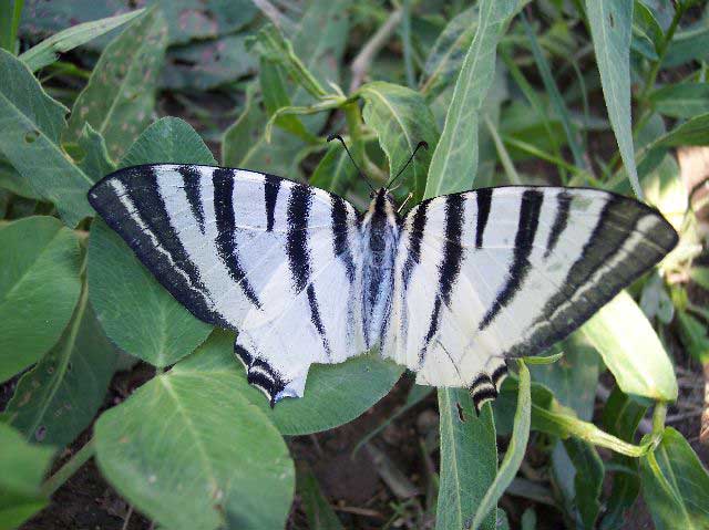 Iphiclides podarilius