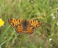 Mellicta aurelia