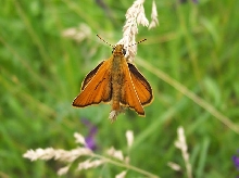 Thymelicus sylvestris - hesperida