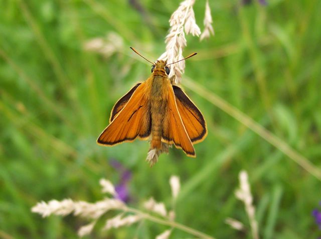 Thymelicus sylvestris - hesperida