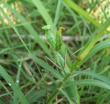 mantis