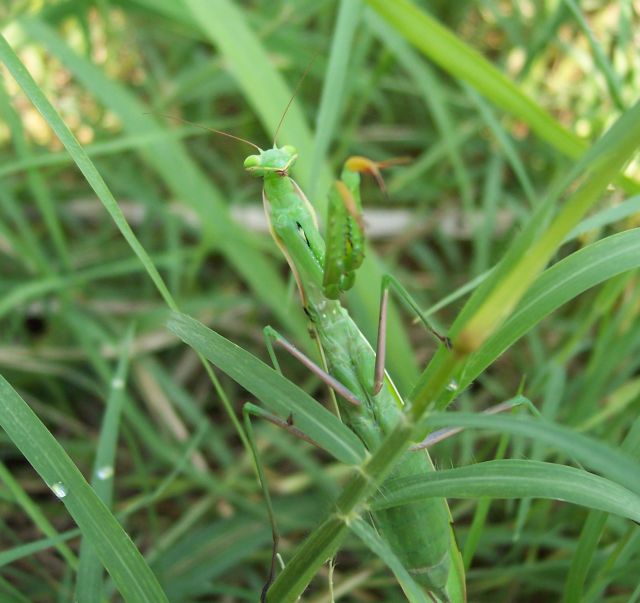mantis