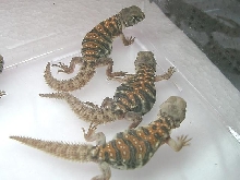 babies