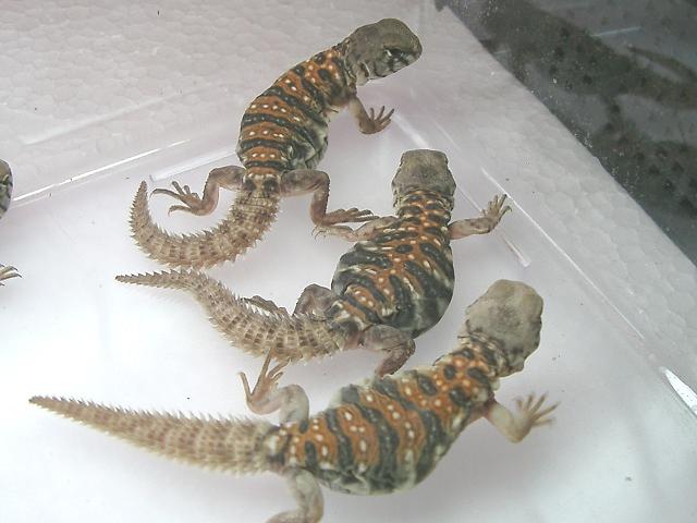 babies